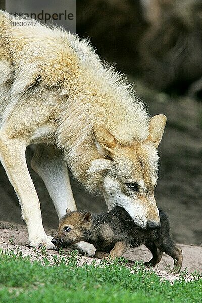 Wolf (Canis lupus) mit Jungtier