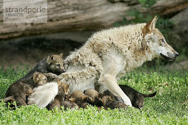 Wolves  female  nursing cubs  Wölfe (Canis lupus) Weibchen säugt Jungtiere  cub