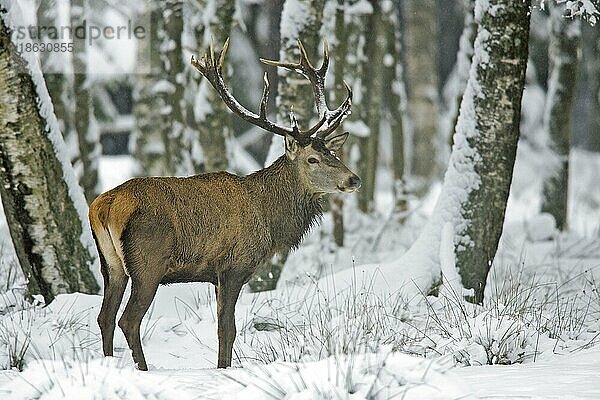 Red Deer  male in winter  Rothirsch (Cervus elaphus) männlich  im Winter  Schnee  snow