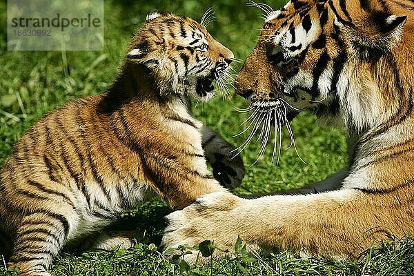 Sibirischer Tiger (Panthera tigris altaica)  Weibchen mit Jungtier  Amurtiger