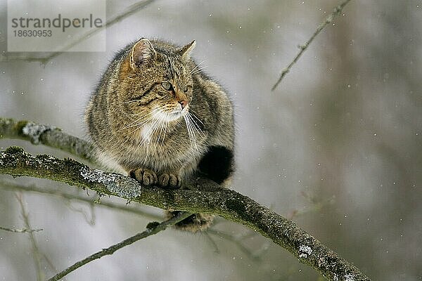 Common Wild Cat in winter  Europäische Wildkatze im Winter  Europäische Wildkatze (Felis silvestris)