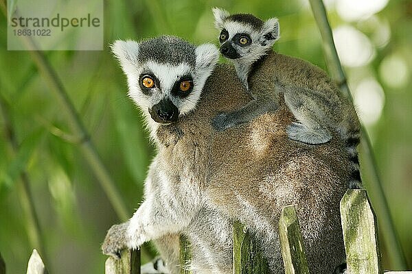 Ringelschwanz Lemuren  Weibchen mit Jungtier (Lemur catta)