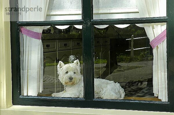 West Highland White Terrier am Fenster  Niederlande  Fensterbank  Europa
