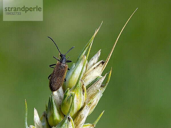 Gemeiner Wollkäfer (Lagria hirta) auf Weizenähre  Deutschland  Europa