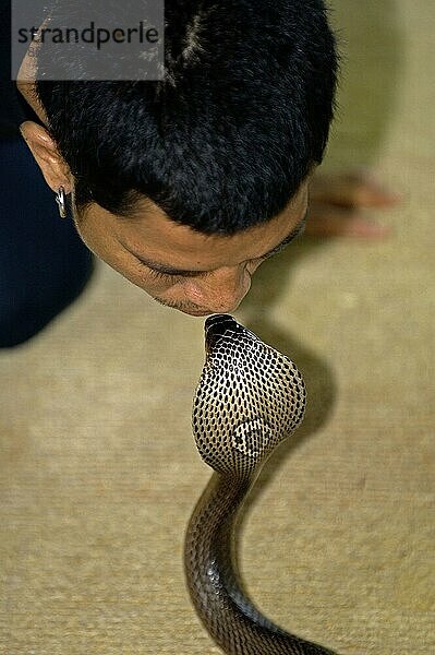 Mann küsst Indochinesische Speikobra (Naja siamensis)  Phuket  Thailand  Asien