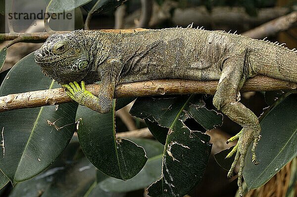 Grüner Leguan (Iguana iguana)  seitlich