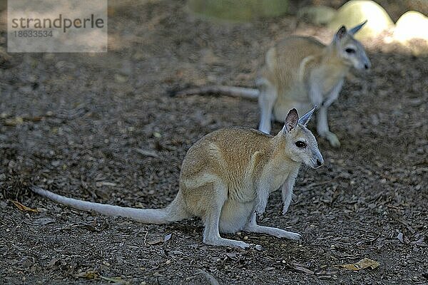 Nördliche Nagelschwanzwallabys  Queensland (Onychogalea unguifera)  Australien  Ozeanien