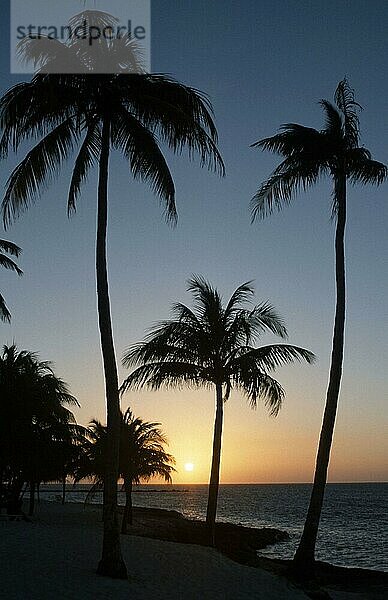 Palms at sunset  Guardalavaca  Cuba  Palmen bei Sonnenuntergang  Kuba  tropischer Strand  Mittelamerika