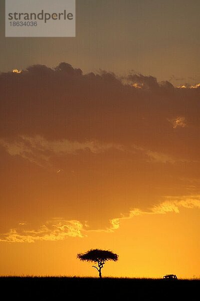 Schirmdorn-Akazie (Acacia tortilis) bei Sonnenuntergang  Masai Mara Wildreservat  Kenia  Afrika