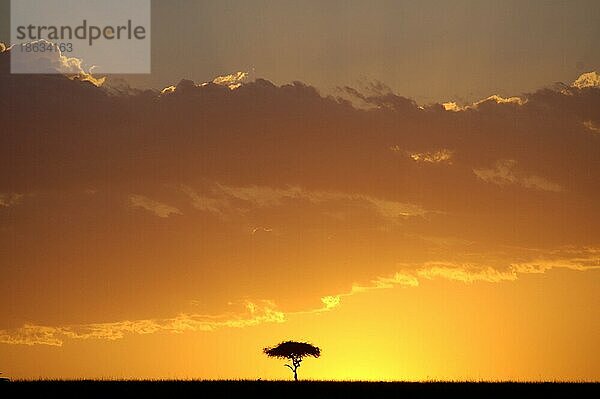 Schirmdorn-Akazie (Acacia tortilis) bei Sonnenuntergang  Masai Mara Wildreservat  Kenia  Afrika