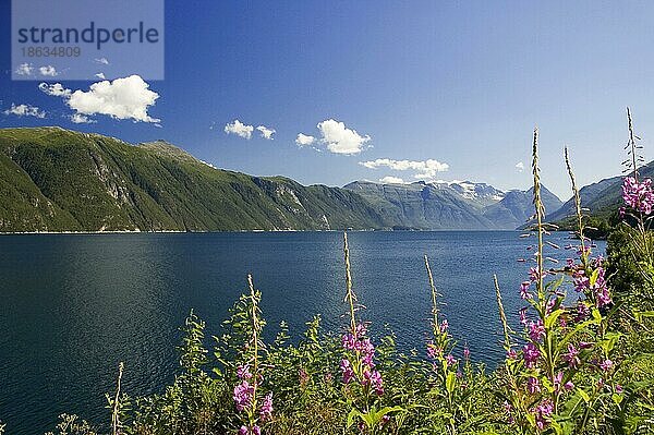 Tingvollfjorden  Tingvoll  Norwegen  Europa