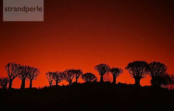 Quiver Trees  Köcherbäume (Aloe dichotoma) Namiba  Köcherbaum  Affodilgewaechse  Asphodelaceae  Namibia  Afrika