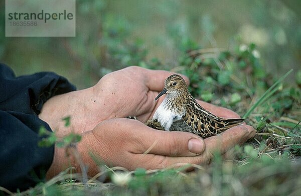 Little Stint with chicks in human hands  Taimyr peninsula  Russia (Philomachus pugnax)  Zwergstrandläufer mit Küken in Händen eines Menschen  Taimyr-Halbinsel  Zwergstrandläufer  Russland  Europa