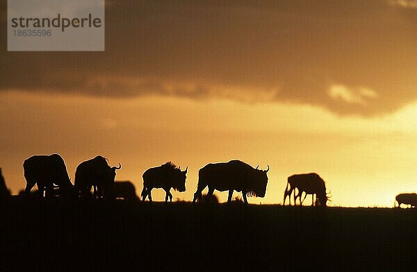 Blue Wildebeest at dawn  Masai Mara Game Reserve  Kenya (Connochaetes taurinus albojubatus)  Weißbartgnus in der Morgendämmerung  Massai Mara Wildschutzgebiet  Kenia  Afrika