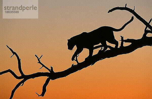 Afrikanischer Leopard (Panthera pardus)  seitlich  Namibia  Afrika