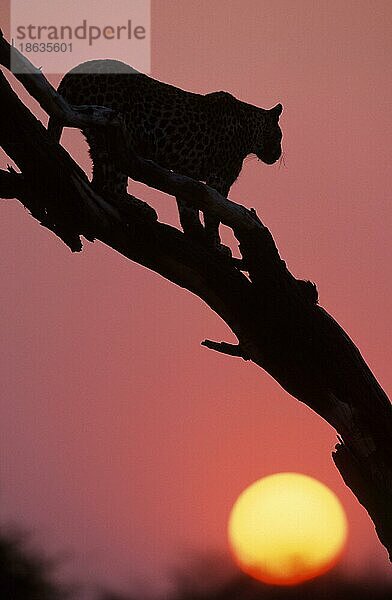 Leopard (Panthera pardus) at sunrise  Namibia  Leopard bei Sonnenaufgang  Namibia  Afrika