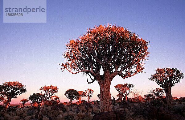 Quiver Trees at twilight  Keetmannshoop  Köcherbäume (Aloe dichotoma) in der Dämmerung  Namiba  Köcherbaum  Affodilgewaechse  Asphodelaceae  Namibia  Afrika