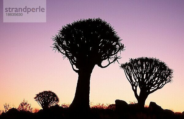 Quiver Trees at dusk  Keetmannshoop  Köcherbäume (Aloe dichotoma) in der Abenddämmerung  Namiba  Köcherbaum  Affodilgewaechse  Asphodelaceae  Namibia  Afrika