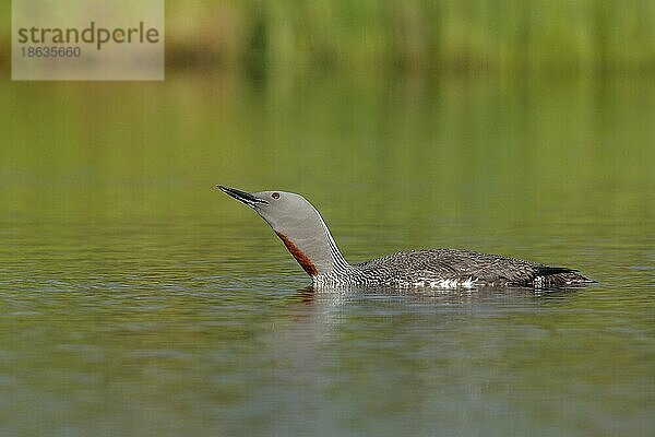 Sterntaucher (Gavia stellata)  Schweden  Europa