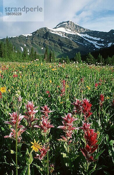 Alpine Blumenwiese  Banff Nationalpark  Alberta  Kanada  Nordamerika