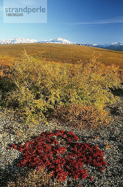 Tundra im Herbst  Denali Nationalpark  Alaska  USA  Nordamerika