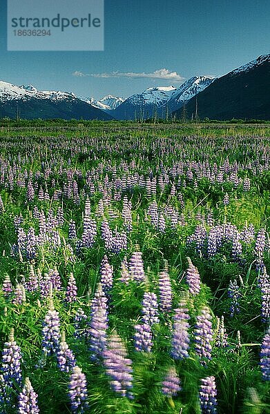 Seidenlupine  Alaska  USA (Lupinus sericeus)