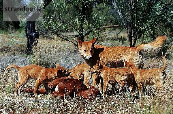 Dingo-Packung (Canis familiaris dingo) mit Kalbsschlachtkörper  Northern Territory  Australien  Ozeanien