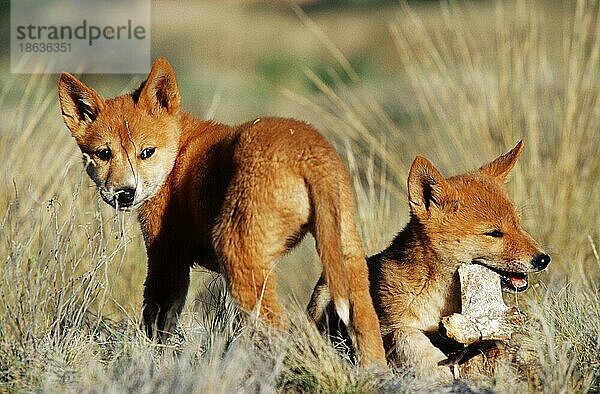 Dingo-Welpen (Canis familiaris dingo) Northern Territory  Australien  Ozeanien