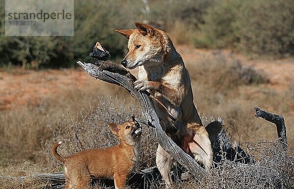 (Canis lupus dingo)