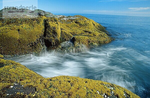 Küste  Pribilof-Insel  Aleuten  Alaska  USA  Nordamerika