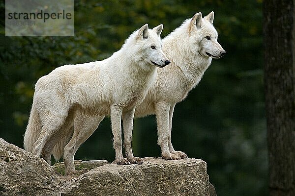 Arktische Wölfe (Canis lupus arctos)
