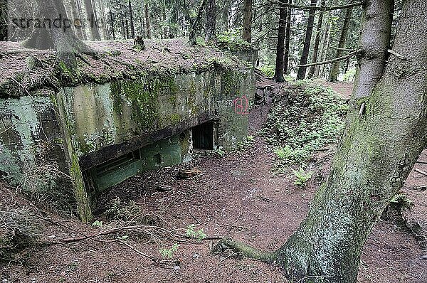 Bunker  Bunkergruppe Buhlert  Hürtgenwald  Westwall  Eifel  Nordrhein-Westfalen  Deutschland  Europa