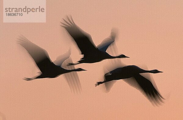 Common Cranes at dawn  Lake Hornborga  Sweden  Graukraniche (Grus grus) in der Morgendämmerung  Hornburgasee  Kranich  Schweden  Europa