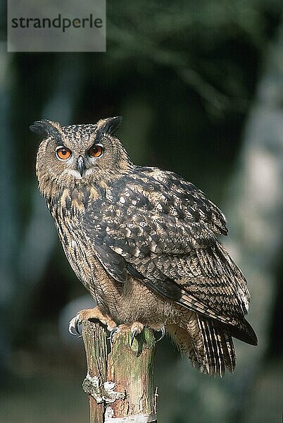 Eagle Owl  Europäischer Uhu (Bubo bubo)  seitlich  side