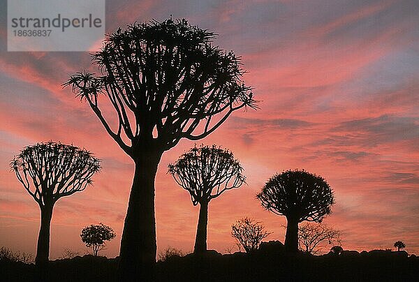 Quiver Trees  Köcherbäume (Aloe dichotoma) Namiba  Köcherbaum  Affodilgewaechse  Asphodelaceae  Namibia  Afrika