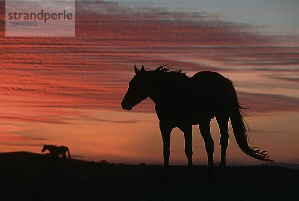 Wildhorse  Wildpferd  Wüstenpferd  ia  Namib Naukluft Park  Namibia  Afrika