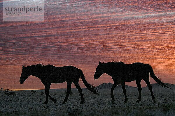 Wildhorses  Wildpferde  Wüstenpferd  ia  Namib Naukluft Park  Namibia  Afrika