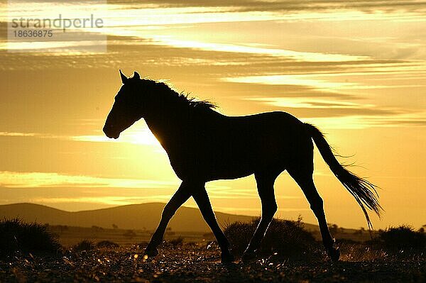 Wildhorse  Wildpferd  Wüstenpferd  seitlich  side  ia  Namib Naukluft Park  Namibia  Afrika