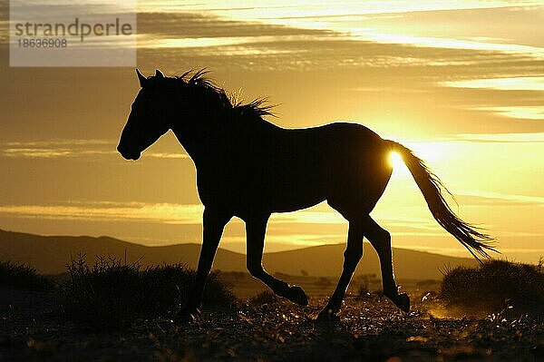 Wildhorse  Wildpferd  Wüstenpferd  seitlich  side  ia  Namib Naukluft Park  Namibia  Afrika