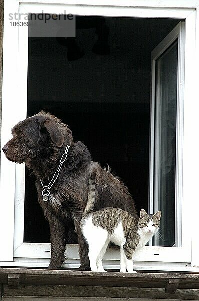 Deutsch Drahthaar und Hauskatze an offenem Fenster  Hessen  Deutschland  Europa