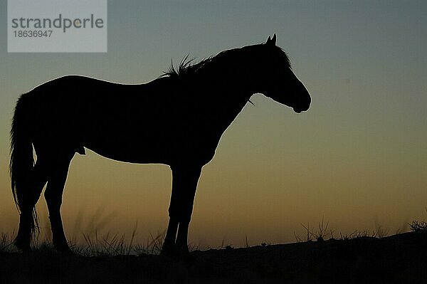 Wildhorse  Wildpferd  Hengst  Wüstenpferd  seitlich  side  ia  stallion  Namib Naukluft Park  Namibia  Afrika