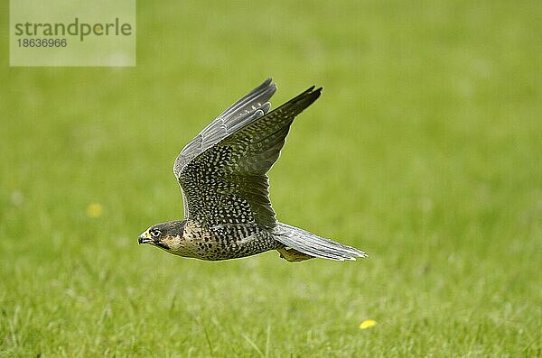 Peregrine Falcon  Hessen  Wanderfalke (Falco peregrinus)  seitlich  side  freistellbar  Deutschland  Europa