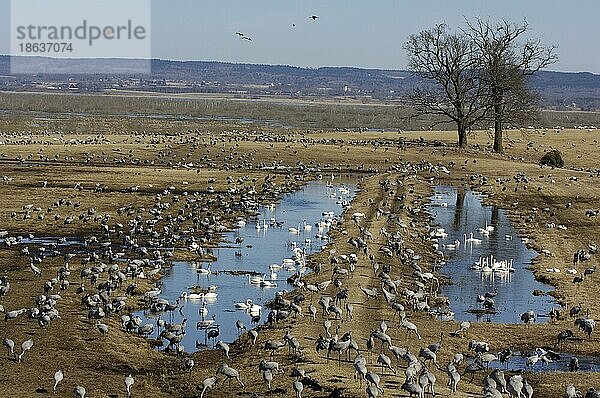 Graukraniche (Grus grus) und Singschwäne (Cygnus cygnus)  Hornborga See  Wanderung  migration  Vogelzug  Schweden  Europa