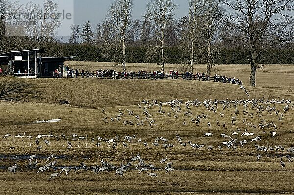 Common Cranes and bird watchers  Lake Hornborga  Sweden  Graukraniche (Grus grus) und Vogelbeobachter  Hornborga See  Wanderung  migration  Vogelzug  Schweden  Europa