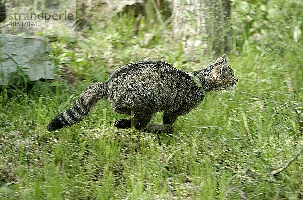 Common Wild Cat  Europäische Wildkatze (Felis silvestris)  seitlich  side