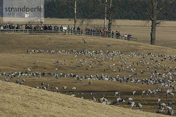 Common Cranes and bird watchers  Lake Hornborga  Sweden  Graukraniche (Grus grus) und Vogelbeobachter  Hornborga See  Wanderung  migration  Vogelzug  Schweden  Europa