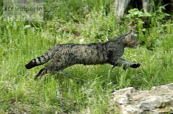 Common Wild Cat  Europäische Wildkatze (Felis silvestris)  seitlich  side