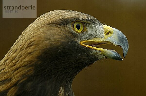 Golden Eagle  Steinadler (Aquila chrysaetos)  seitlich  side