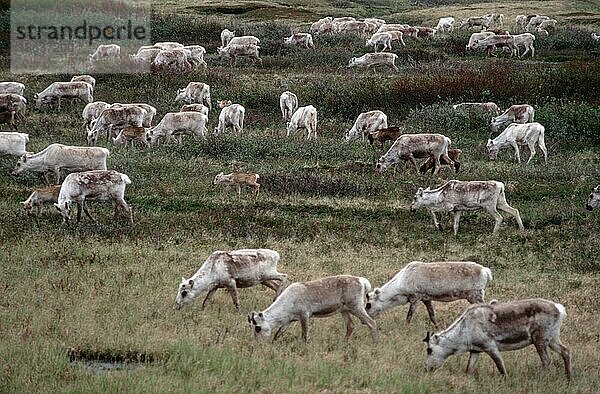 Rentiere (Rangifer tarandus)  Varanger-Halbinsel  Norwegen  Europa