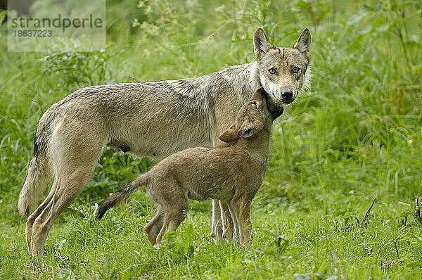 Wölfe (Canis lupus)  Weibchen mit Jungtier  seitlich  side